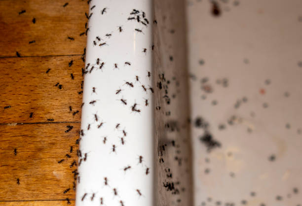 Best Flea Control Services  in Ave Maria, FL