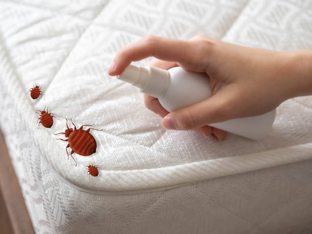 Best Ant Control Services  in Ave Maria, FL
